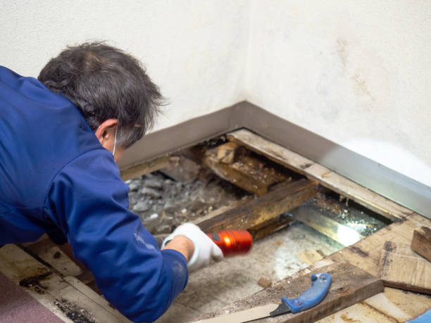 Crawl Space Mold Removal in Dawson, TX