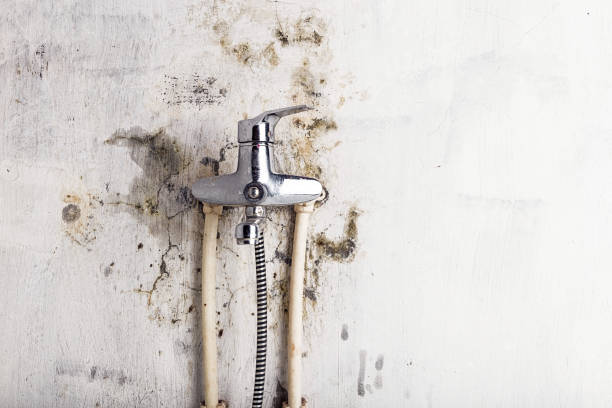Best Affordable Mold Removal  in Dawson, TX