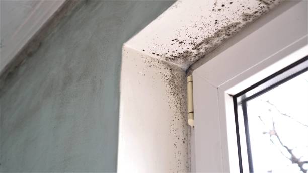 Best Mold Remediation  in Dawson, TX