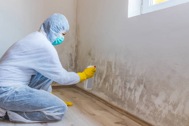 Best Commercial Mold Removal  in Dawson, TX