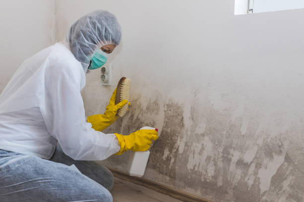 Best Crawl Space Mold Removal  in Dawson, TX