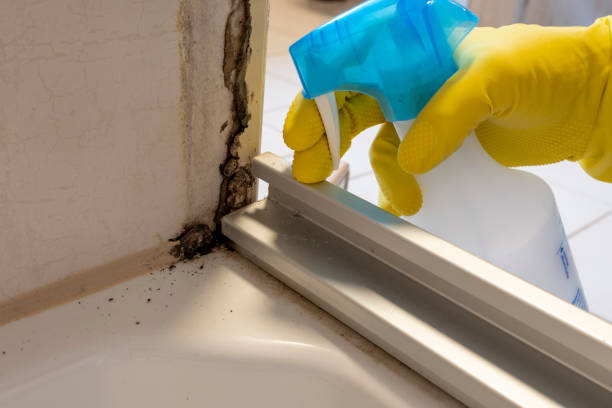 Best Fast Mold Removal  in Dawson, TX