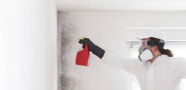 Best Black Mold Removal  in Dawson, TX