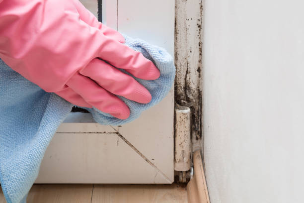 Best Emergency Mold Removal  in Dawson, TX