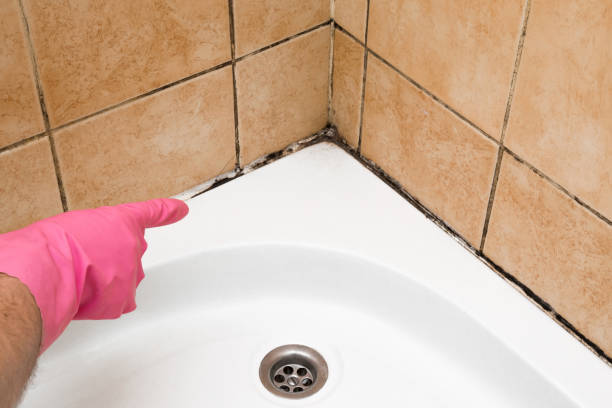 Best Certified Mold Removal  in Dawson, TX
