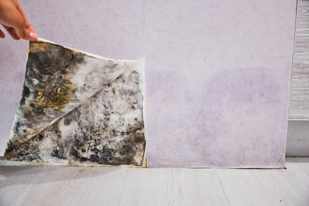 Office Mold Removal Services in Dawson, TX